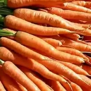 Продаем морковь оптом
