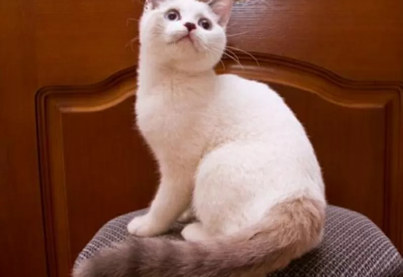  Британский котенок редкого окраса,  голуболазый,  блю-пойнт-ван